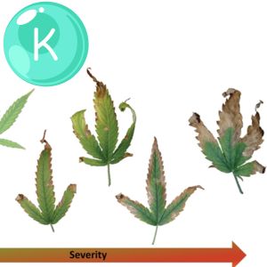 potassium deficiency